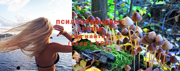 ешки Аркадак